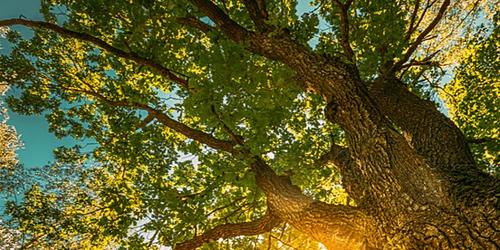 oak tree with sun shining through leaves
